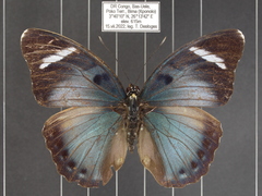 Euphaedra vicina vicina