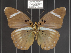 Euphaedra vicina vicina