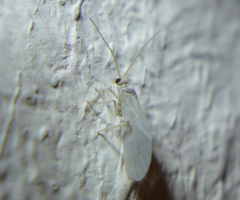 Coniopterygidae