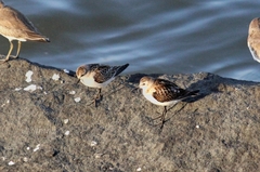 Calidris minuta