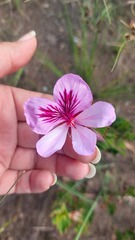 Pelargonium betulinum