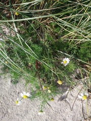 Tripleurospermum maritimum