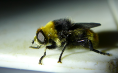 Merodon equestris