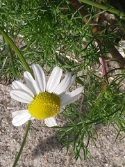 Tripleurospermum maritimum