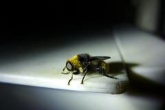 Merodon equestris