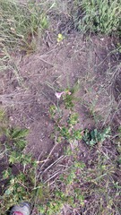 Pelargonium betulinum