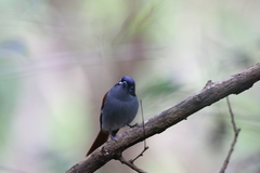 Terpsiphone bourbonnensis desolata