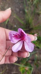Pelargonium betulinum