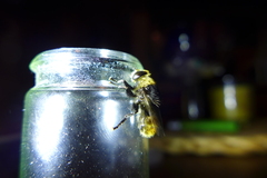 Merodon equestris