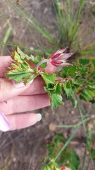 Pelargonium betulinum