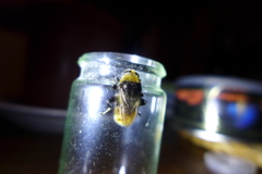 Merodon equestris