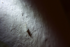 Coniopterygidae