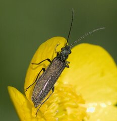 Oedemera virescens