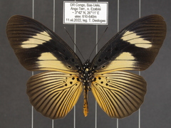Pseudacraea eurytus eurytus