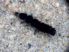 Nyctophila reichii