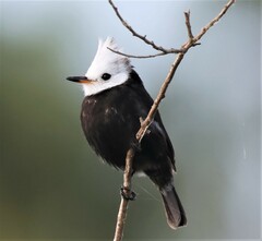 Arundinicola leucocephala