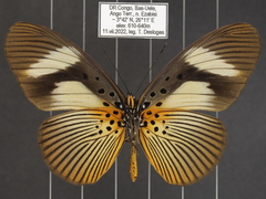Pseudacraea eurytus eurytus