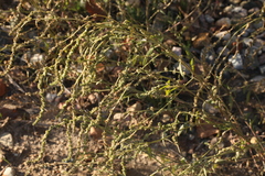 Atriplex intracontinentalis
