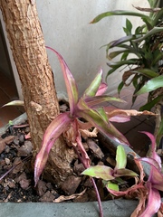 Cryptanthus