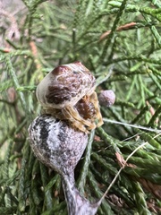 Mastophora