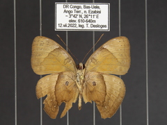 Euriphene doriclea infusca