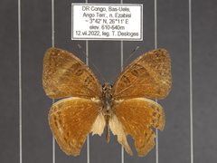 Euriphene doriclea infusca