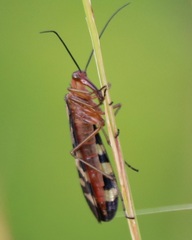 Panorpa rufa