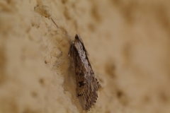 Evergestis isatidalis