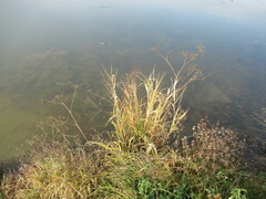 Cicuta virosa