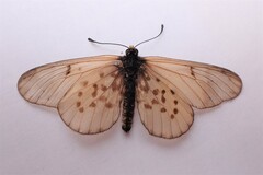 Acraea horta