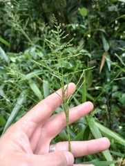 Coleataenia rigidula