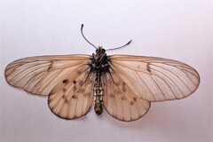 Acraea horta