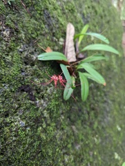 Bulbophyllum gracillimum
