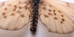 Acraea horta