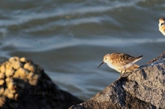 Calidris alpina