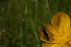 Oedemera