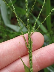 Coleataenia rigidula