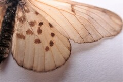 Acraea horta