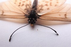 Acraea horta