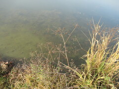 Cicuta virosa