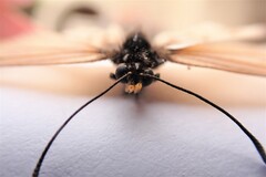 Acraea horta