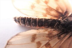 Acraea horta