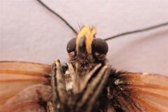 Acraea horta