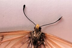Acraea horta