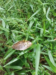 Coleataenia rigidula