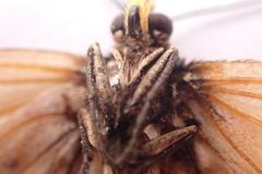 Acraea horta
