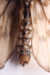 Acraea horta