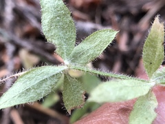 Galium californicum