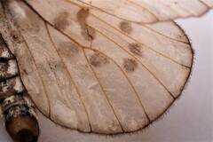 Acraea horta