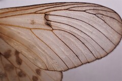 Acraea horta